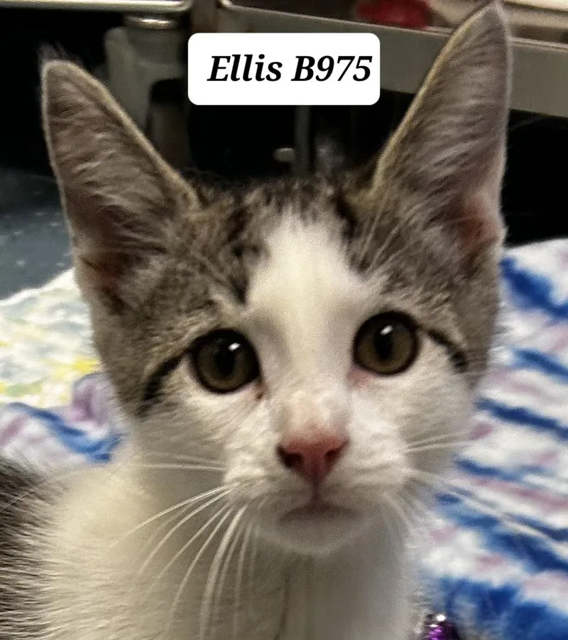 A baby medium-sized male Gray & White Domestic Short Hair cat named Ellis for adoption in Morganton, NC