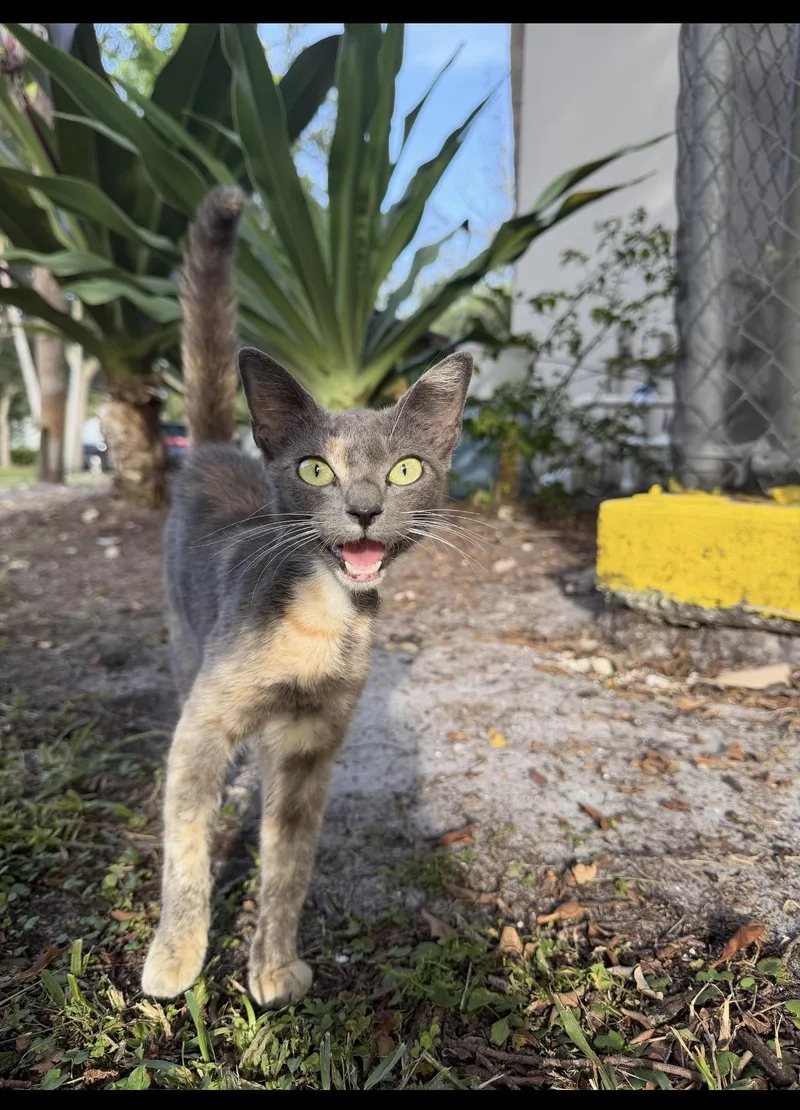A young small-sized female Dilute Tortoiseshell Domestic Short Hair cat named Miss Tropicana for adoption in Boca Raton, FL