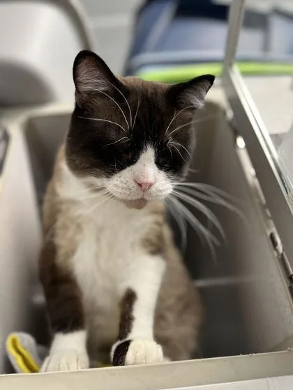An adult medium-sized male Domestic Short Hair cat named Brownie for adoption in Humboldt, IA