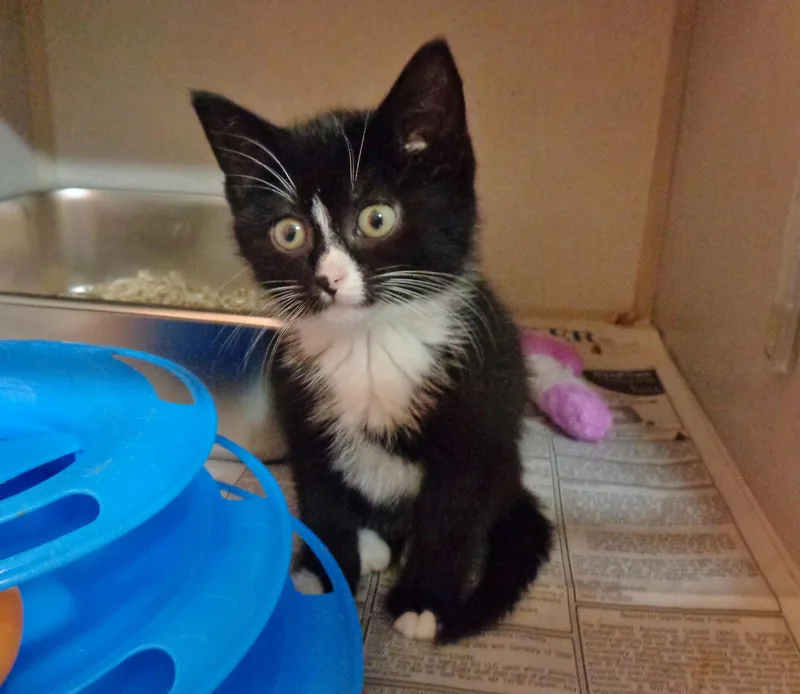 A baby small-sized male Black & White / Tuxedo Domestic Short Hair cat named Badlands for adoption in Delhi, NY
