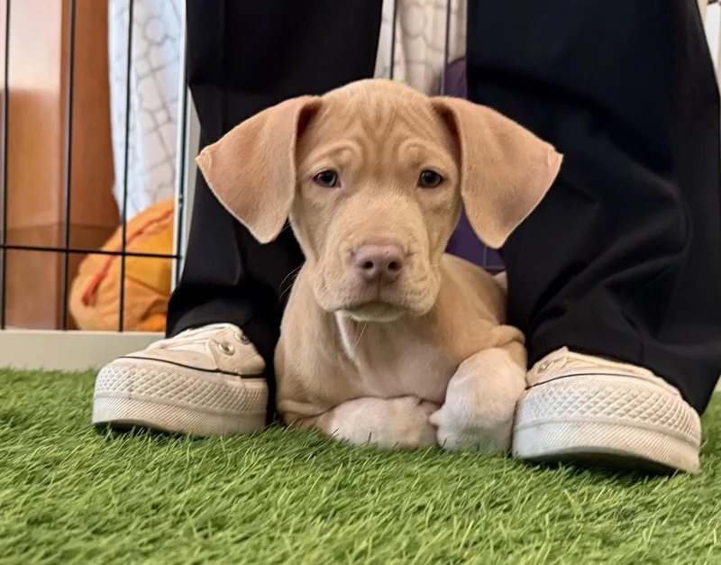 A baby medium-sized female Hound dog named Tulip for adoption in Sanford, FL