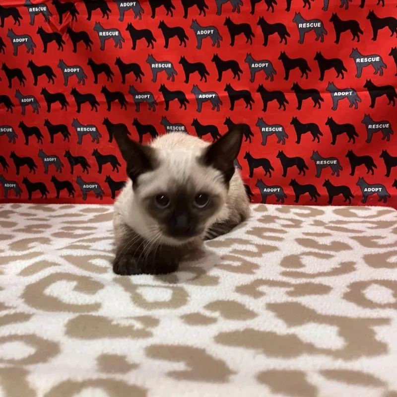 A baby small-sized male Cream / Ivory Domestic Short Hair cat named Pope for adoption in Washburn, MO