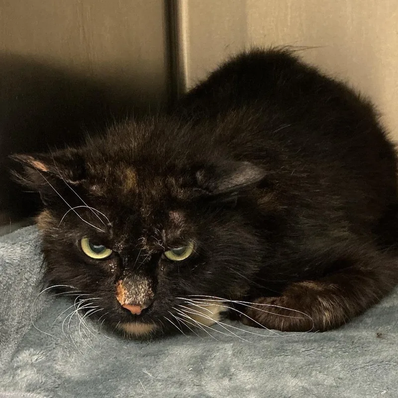 A young medium-sized female Black Domestic Short Hair cat named Hazel for adoption in Elizabeth City, NC
