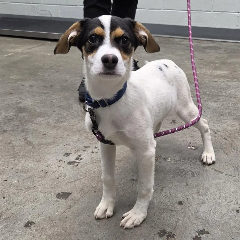 A baby small-sized female White / Cream Mixed Breed dog named Portia for adoption in Melbourne, KY
