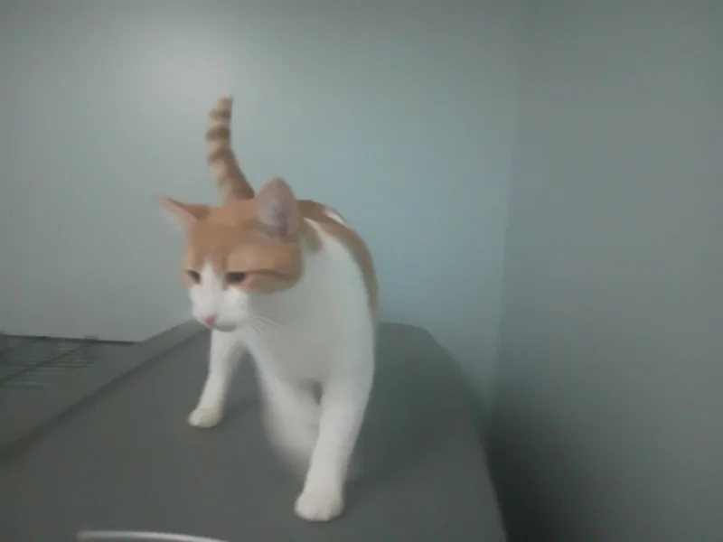 A young medium-sized female Orange & White Domestic Short Hair cat named Peachy for adoption in Niles, MI