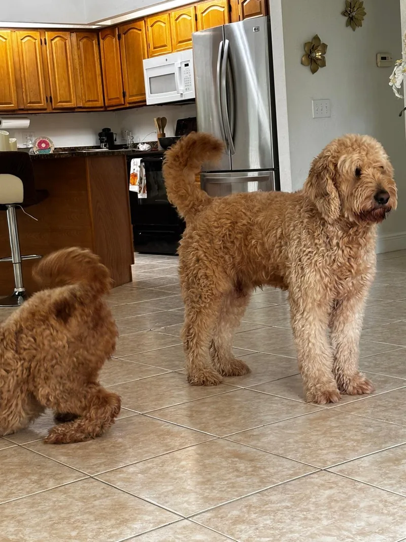 An adult large-sized female Goldendoodle dog named Luca and Lucy for adoption in Bonita Springs, FL