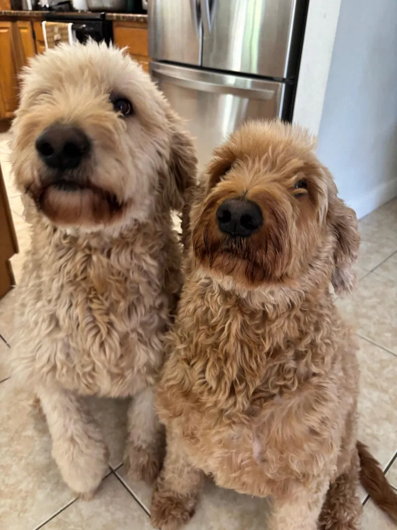 Luca and Lucy thumbnail 2
