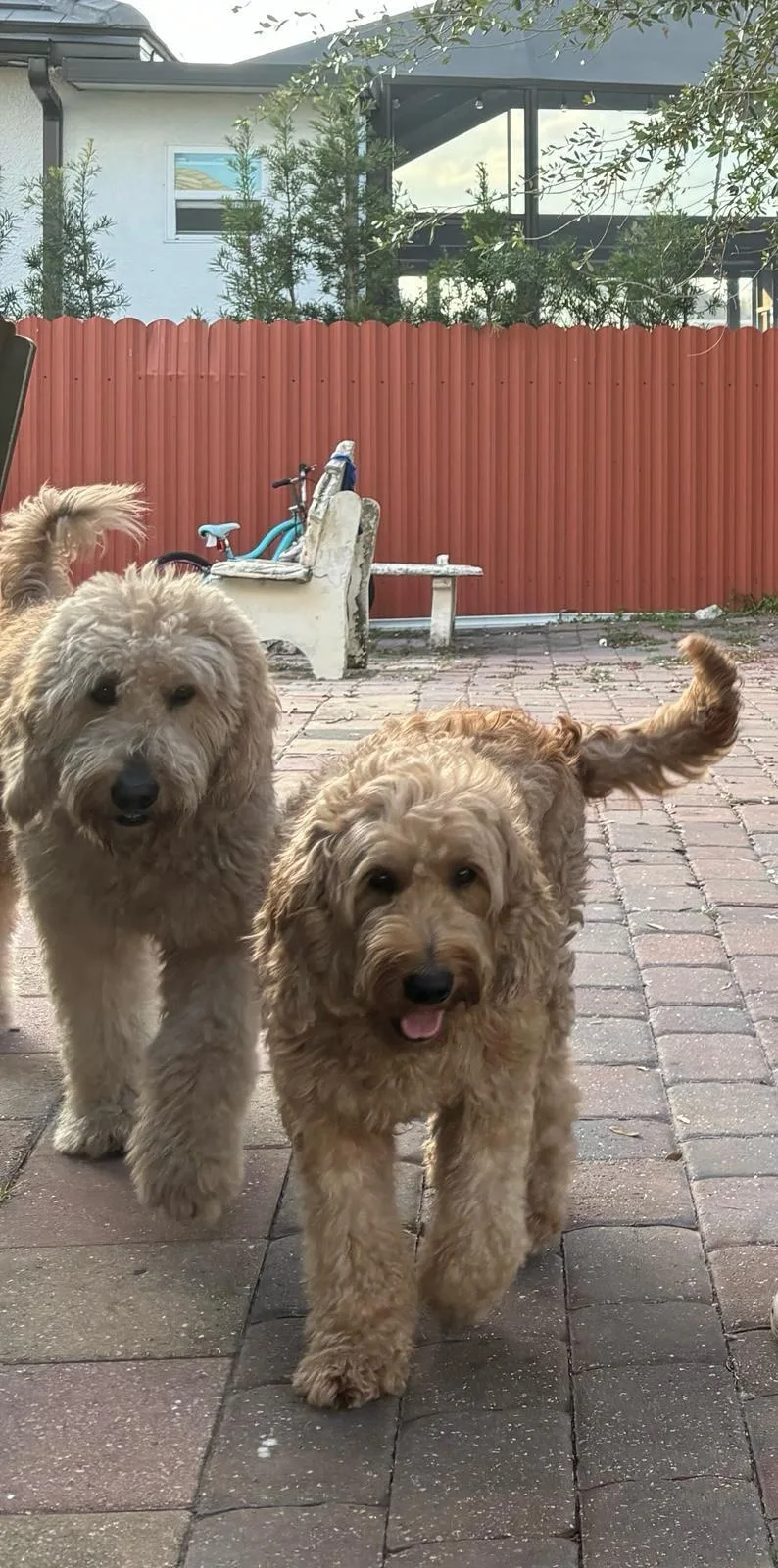 Luca and Lucy thumbnail 3
