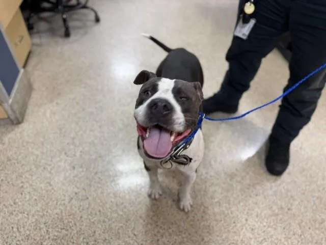 A young large-sized male American Bulldog dog named El Presidente for adoption in Miami, FL