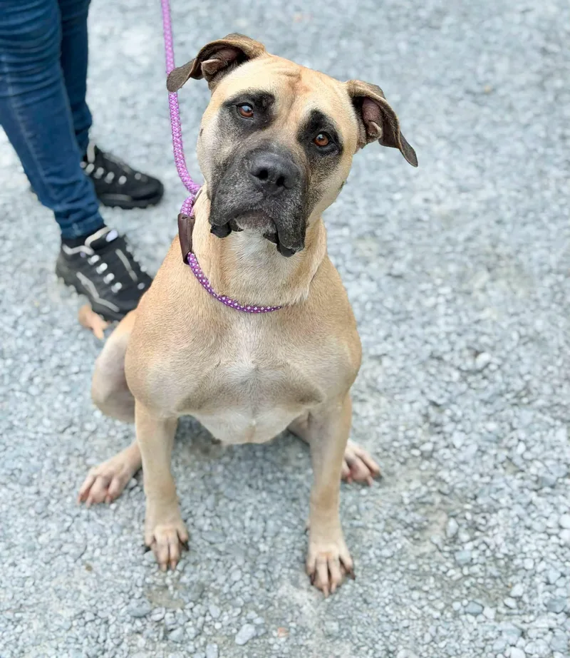 An adult large-sized female Mastiff dog named Cupcake for adoption in Elizabethtown, NC