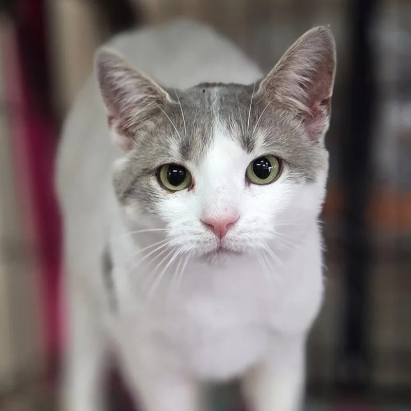 A young medium-sized female White Tabby cat named Alice for adoption in Martinsburg, WV