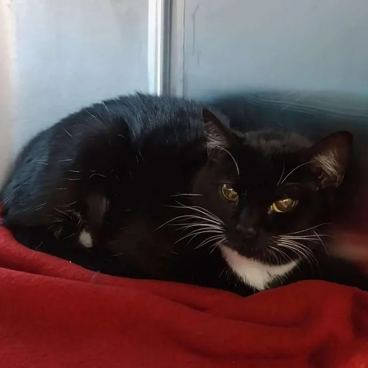 An adult medium-sized female Black & White / Tuxedo Domestic Short Hair cat named Circle for adoption in Winthrop, ME