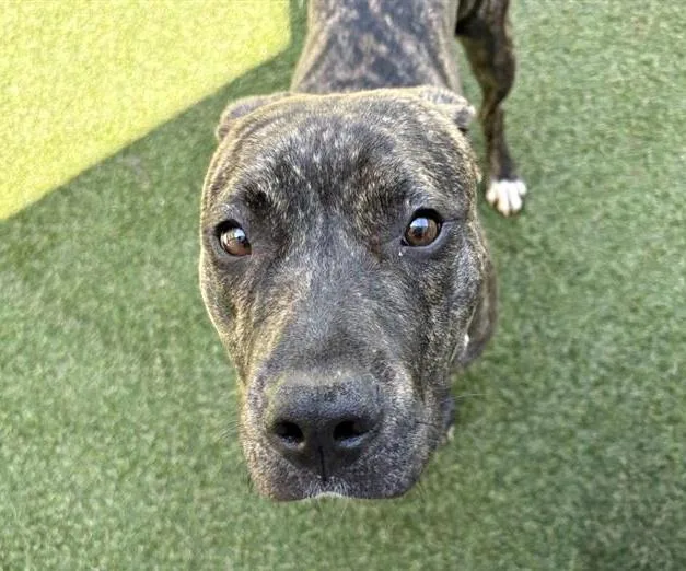 A young large-sized female Pit Bull Terrier dog named Brooklyn for adoption in Saint Louis, MO