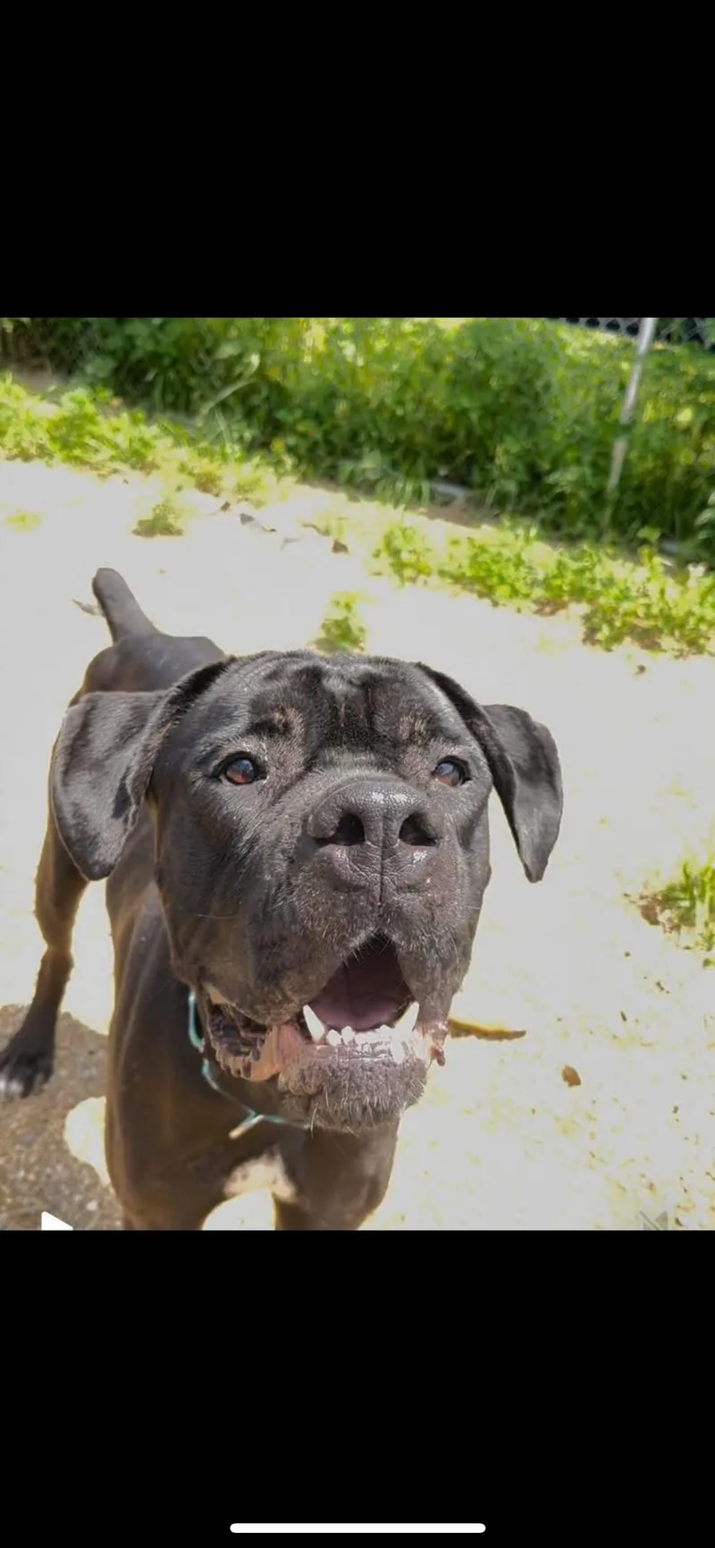 Goliath
