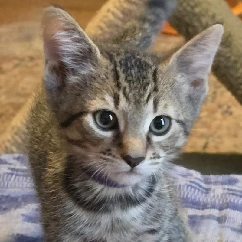 A baby small-sized male Domestic Short Hair cat named Ash for adoption in Cumming, GA
