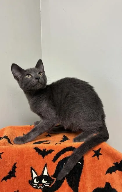 A baby medium-sized male Russian Blue cat named Ivanhoe for adoption in Picayune, MS