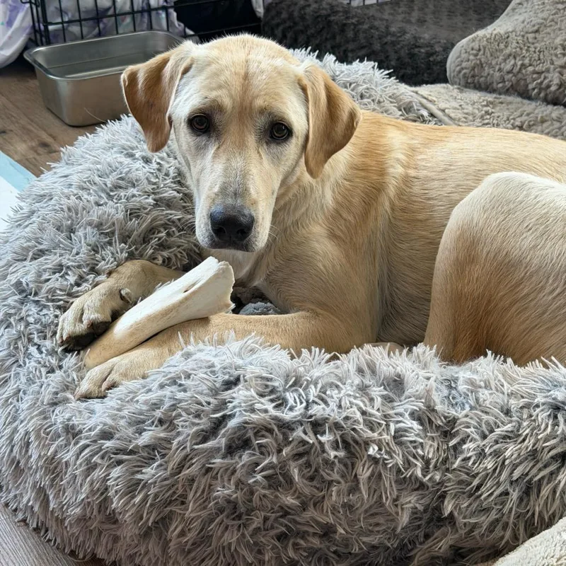 A young large-sized female Labrador Retriever dog named Blondie for adoption in Dallas, TX