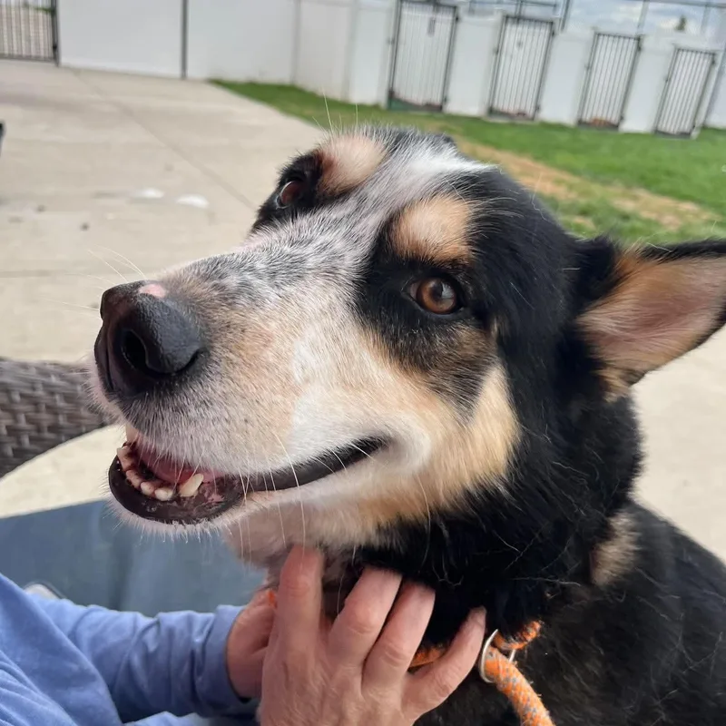 An adult medium-sized male Cattle Dog dog named Timber for adoption in Minooka, IL