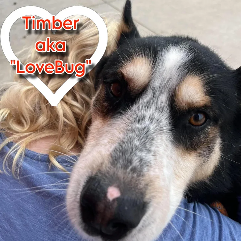 Timber thumbnail 2