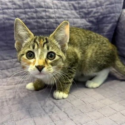 A baby small-sized female Domestic Short Hair cat named Abigail for adoption in Janesville, WI