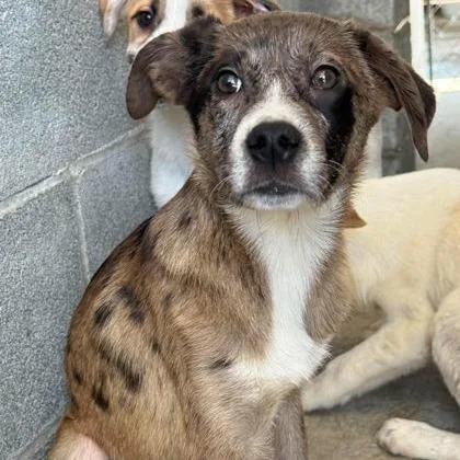 A baby small-sized female Gray / Blue / Silver Labrador Retriever dog named Elena for adoption in North Charleston, SC