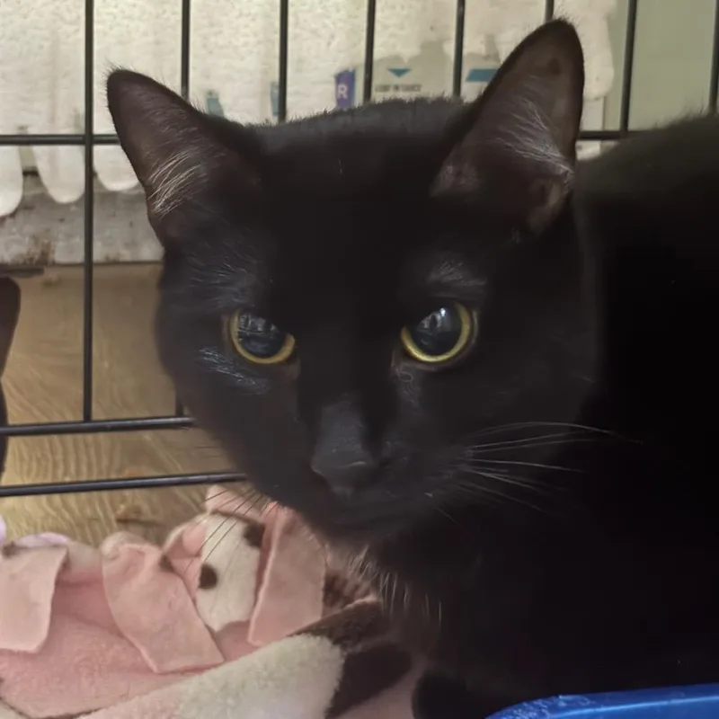 A young medium-sized male Domestic Short Hair cat named Dakota for adoption in Cumming, GA