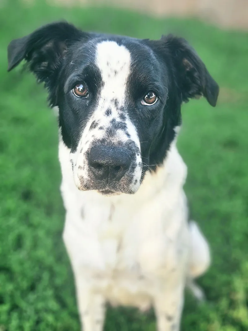 An adult medium-sized female Black Australian Shepherd dog named Sofia for adoption in Ramsey, IN