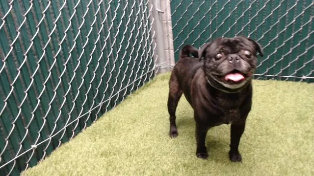 An adult medium-sized male Pug dog named Martin for adoption in Downey, CA