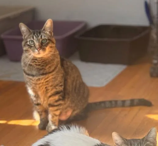 An adult large-sized male Tabby (Brown / Chocolate) Tabby cat named Mochi for adoption in Indianapolis, IN