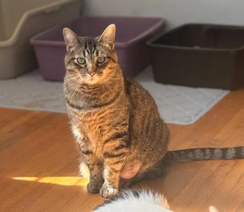 Mochi thumbnail 3