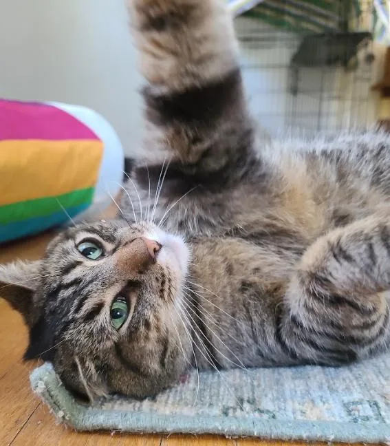 Mochi thumbnail 4