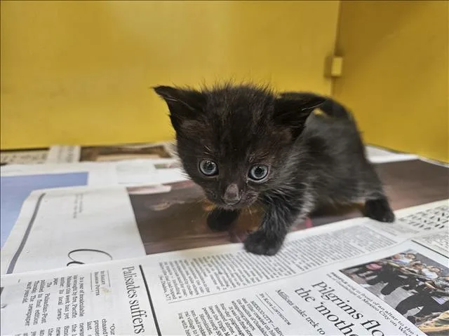 A baby small-sized female Domestic Short Hair cat named Quinoa for adoption in Los Angeles, CA