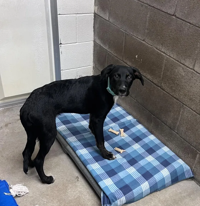 A baby medium-sized male Labrador Retriever dog named Sonic for adoption in Clarksville, TN