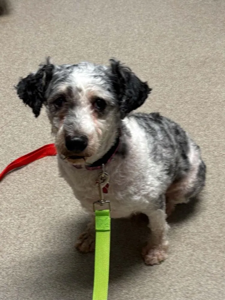 An adult small-sized male Merle (Blue) Poodle dog named Maverick for adoption in harrison city, PA