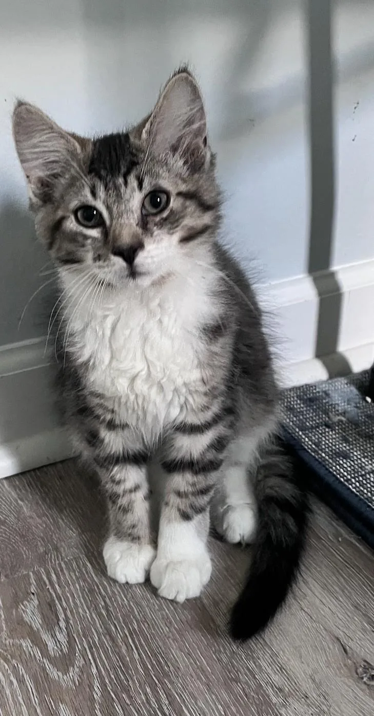 A baby medium-sized male Tabby (Gray / Blue / Silver) Domestic Medium Hair cat named Elmo for adoption in Moorestown, NJ