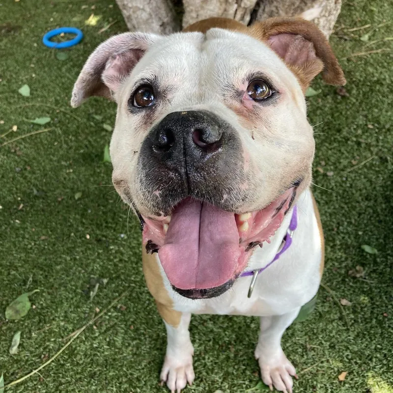 A senior medium-sized female Yellow / Tan / Blond / Fawn Mixed Breed dog named Hennessy for adoption in Providence, RI