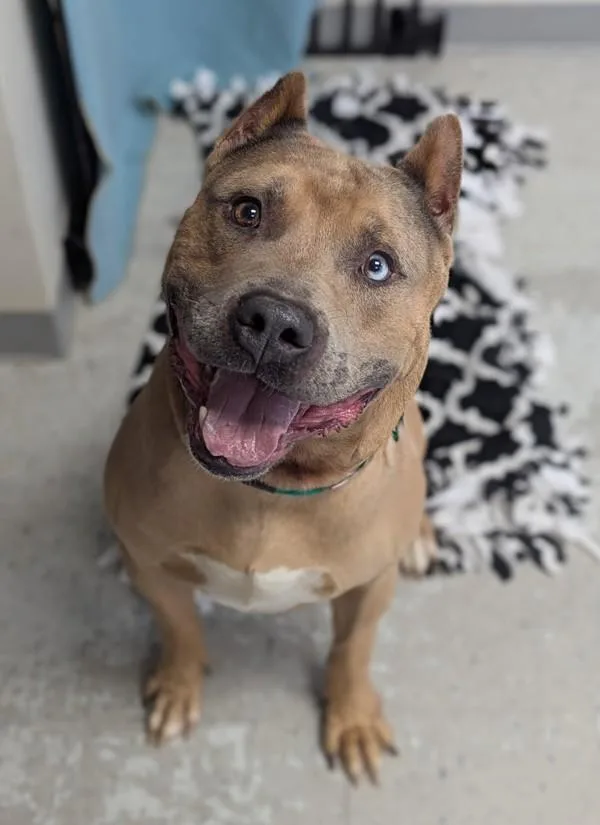 An adult extra large-sized male Pit Bull Terrier dog named Bovine for adoption in Salt Lake City, UT