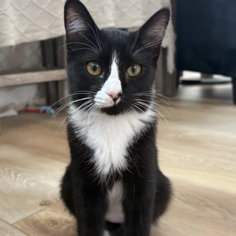 A baby small-sized female Black Domestic Short Hair cat named Tinkerbell for adoption in Grantsville, UT