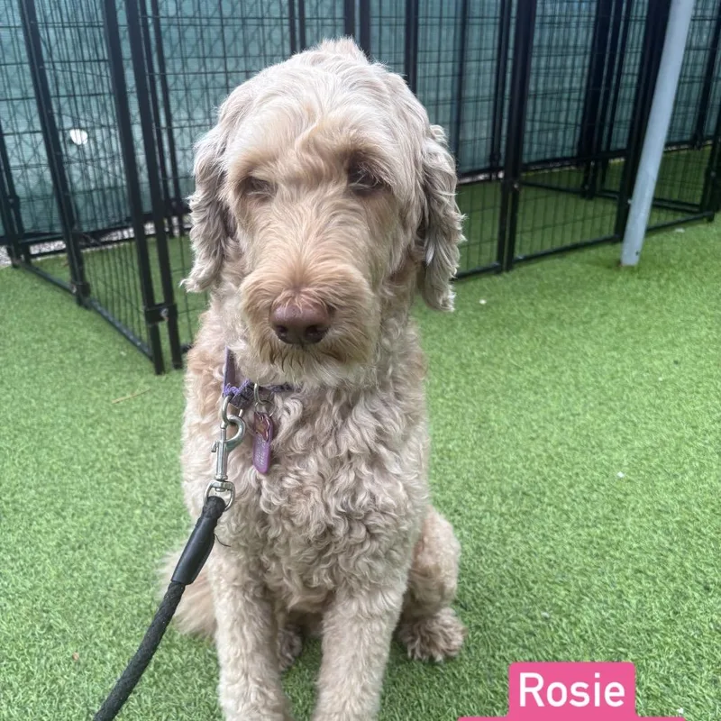 A senior medium-sized female Apricot / Beige Golden Retriever dog named Rosie for adoption in Tampa, FL