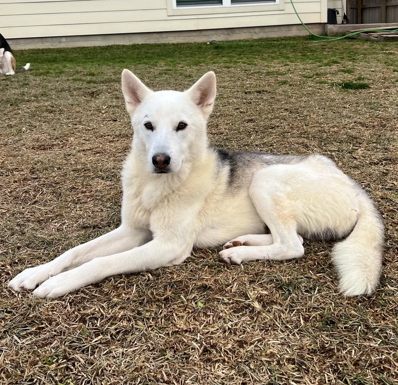 An adult large-sized male Shepherd dog named Denali for adoption in Bryan, TX