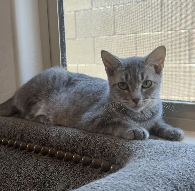 A young medium-sized female Tabby (Gray / Blue / Silver) Domestic Short Hair cat named Tinker for adoption in Youngtown, AZ