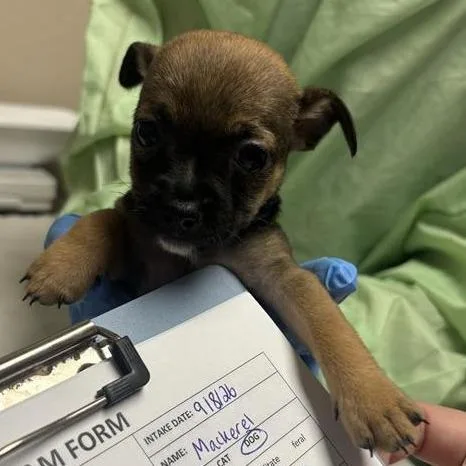 A baby small-sized male Chihuahua dog named Mackerel for adoption in Tempe, AZ