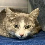An adult small-sized female Gray & White Domestic Short Hair cat named Americus for adoption in Lansing, MI
