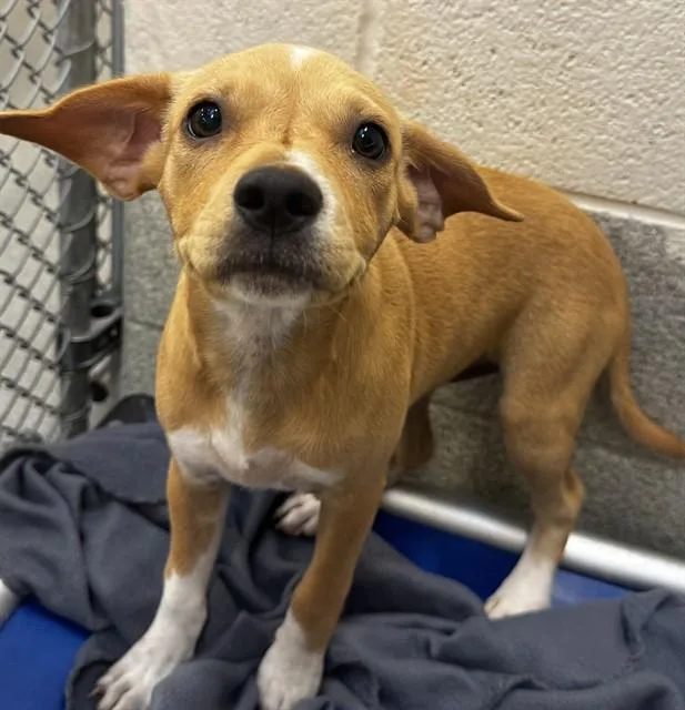 A baby small-sized female Feist dog named Tangerina Torta for adoption in Statesville, NC
