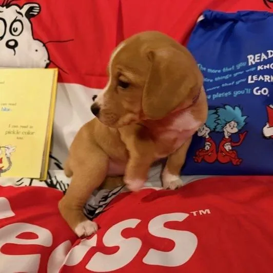 A baby small-sized female Brown / Chocolate Beagle dog named Mayzie for adoption in Normal, IL