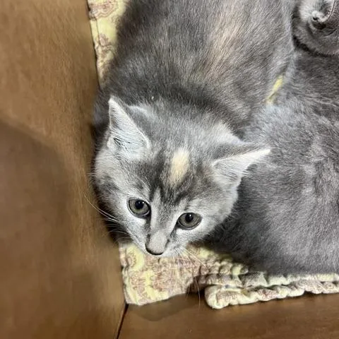 A baby small-sized female Calico Domestic Short Hair cat named Alice for adoption in Winston-Salem, NC