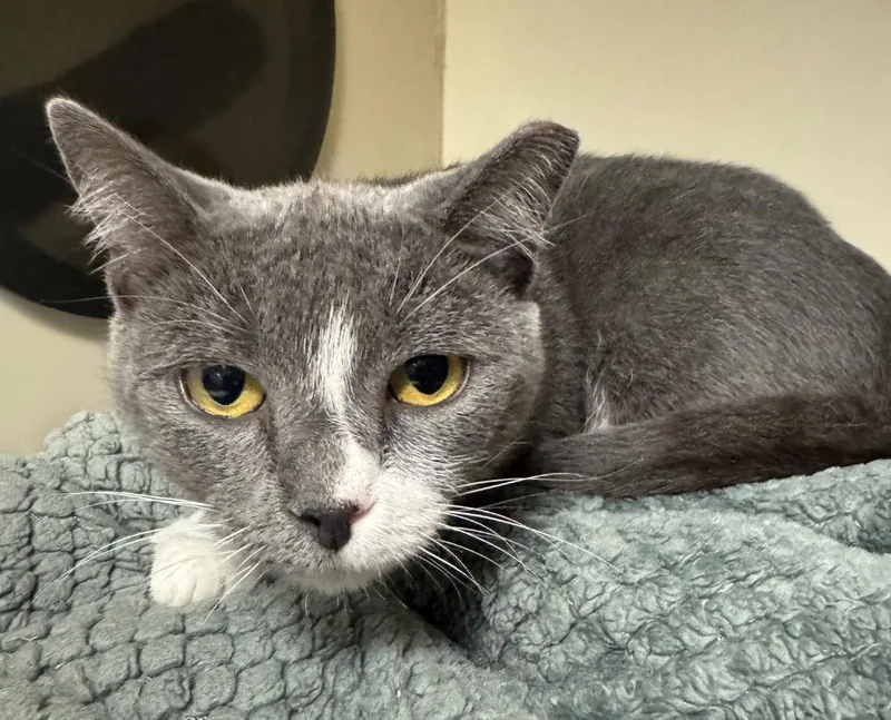 A young medium-sized female Domestic Short Hair cat named Sabrina Marina for adoption in Windsor, CT