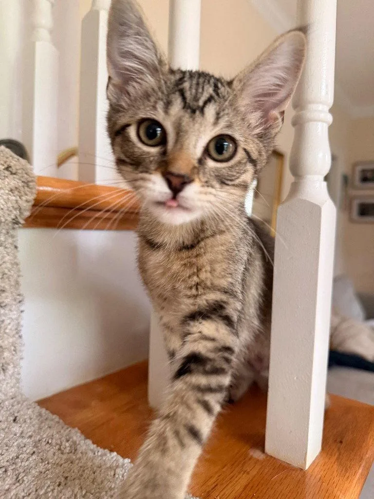 A young medium-sized female Tabby cat named Potato for adoption in Garner, NC