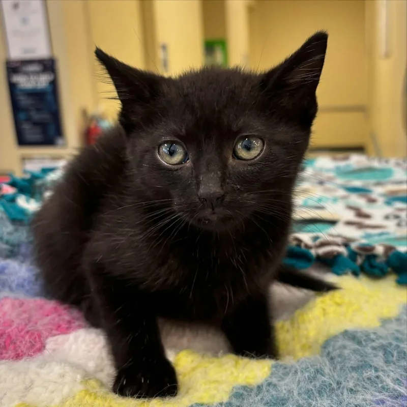 A baby medium-sized male Black Domestic Medium Hair cat named Kosmo for adoption in Omaha, NE