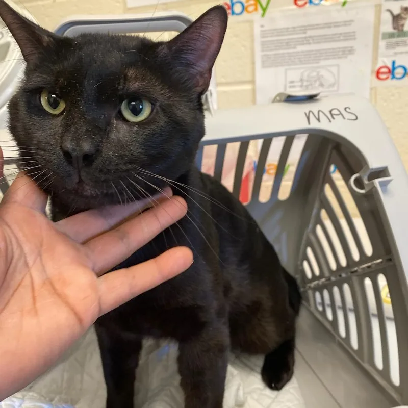 An adult large-sized male Black Domestic Short Hair cat named August for adoption in Memphis, TN